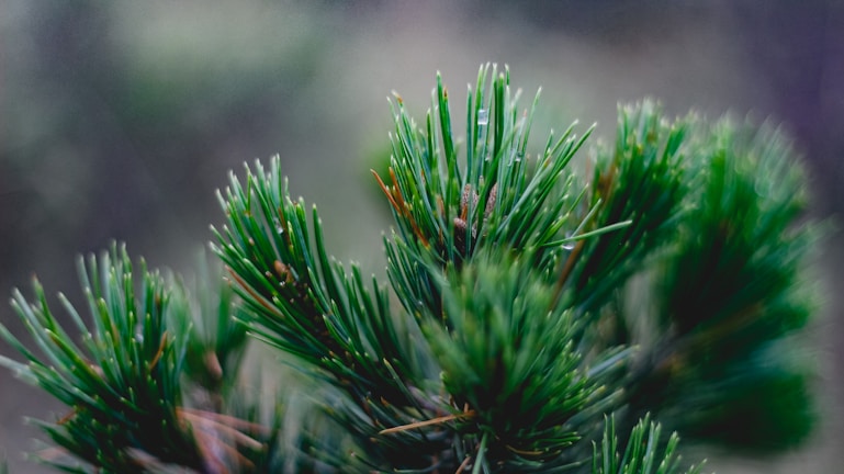 Close-up of fresh red pine needles glistening with morning dew.