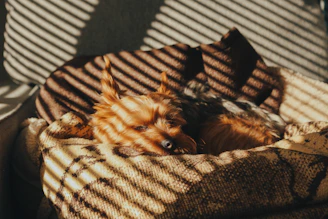 Cozy pet bed placed near a sunny window with a sleeping dog.