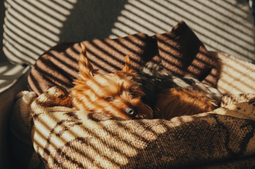A small dog is sleeping in a cozy pet bed, bathed in warm sunlight filtered through window blinds, creating striped shadows across its fur.