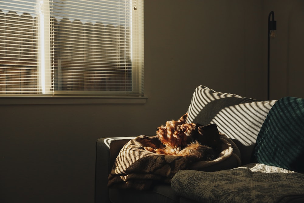 a cat is curled up on a couch by a window