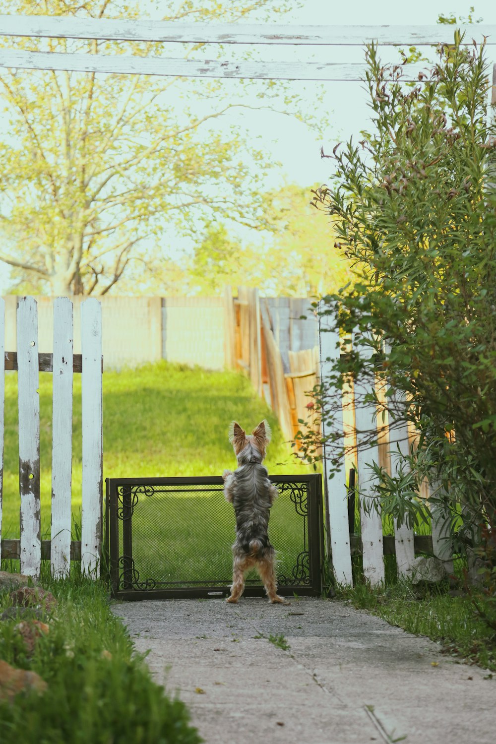 un petit chien debout sur ses pattes arrière devant une barrière