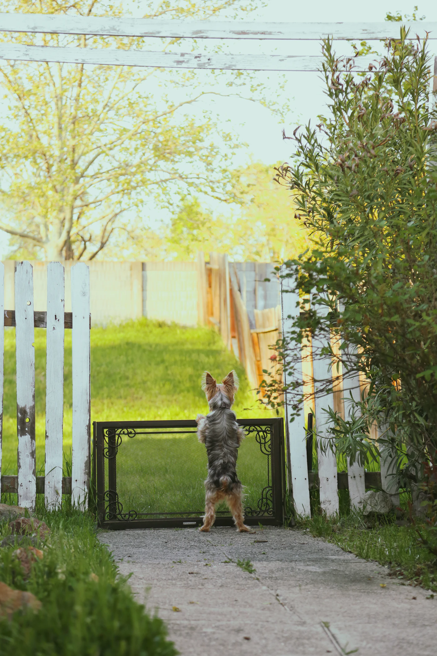 Petit chien devant un portail qui cherche à s’échapper