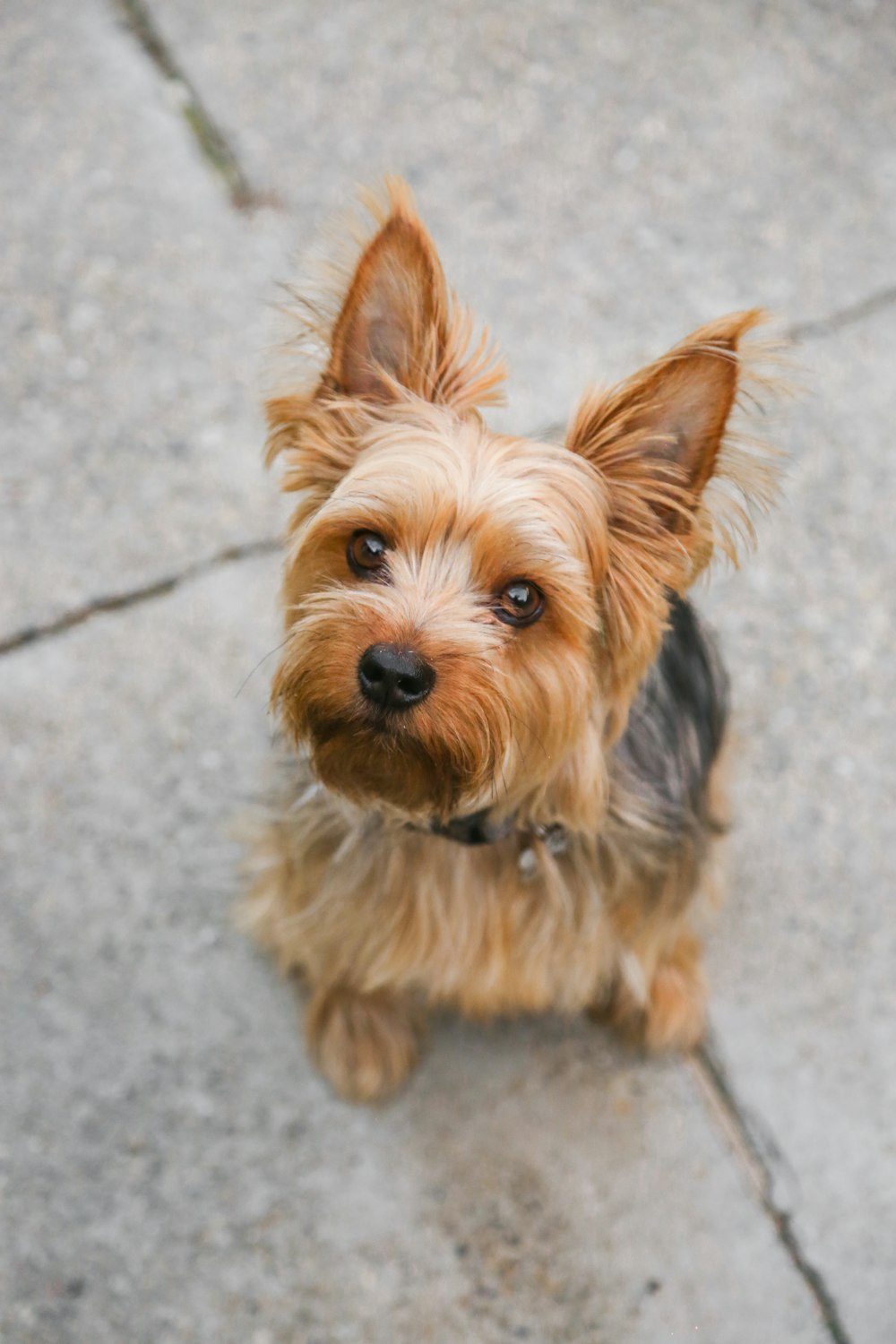 a small brown dog sitting on top of a sidewalk