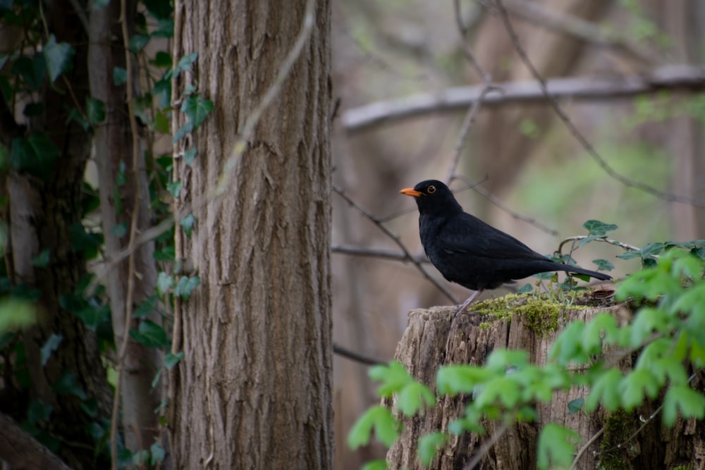 Un oiseau noir assis au sommet d’une souche d’arbre