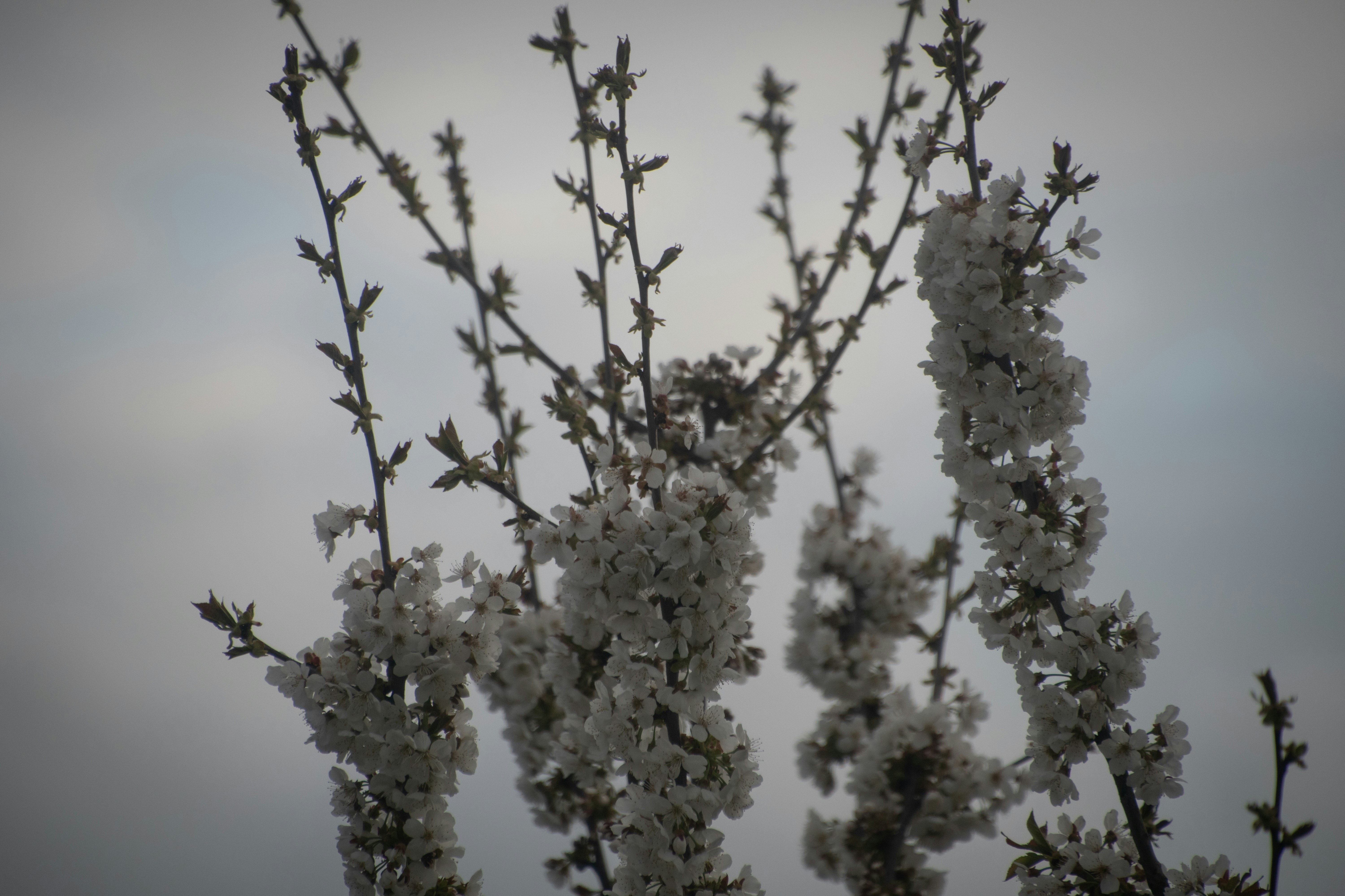 Photo by tarweiler