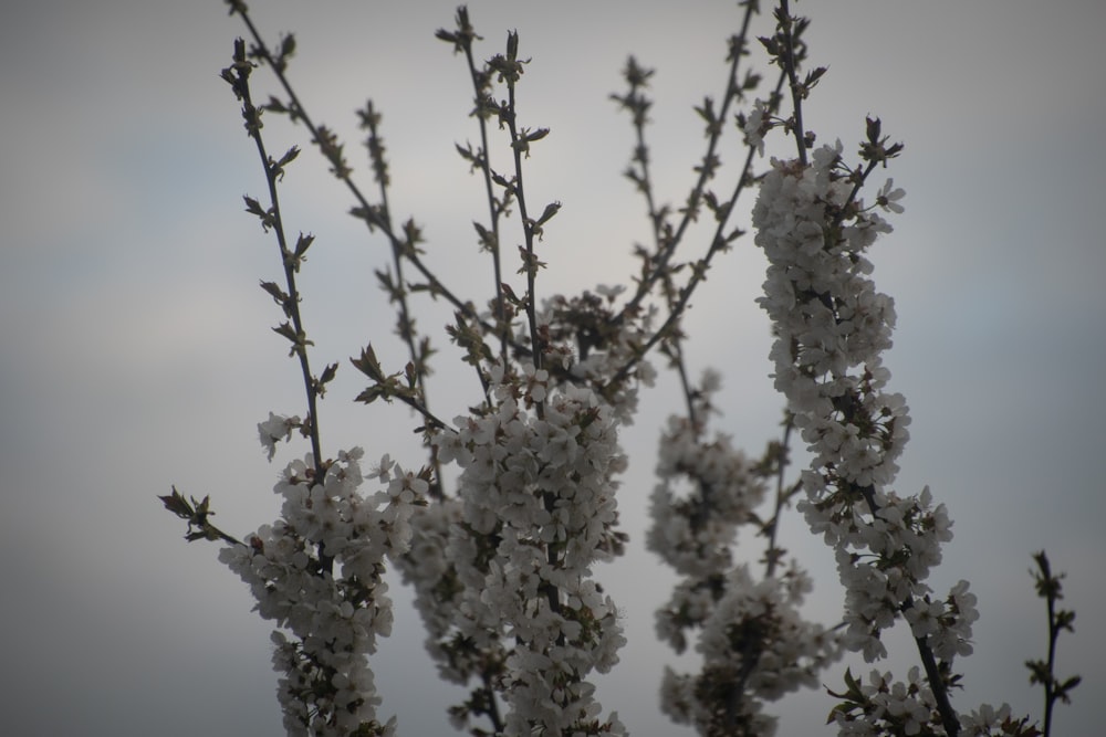 a close up of a tree with white flowers