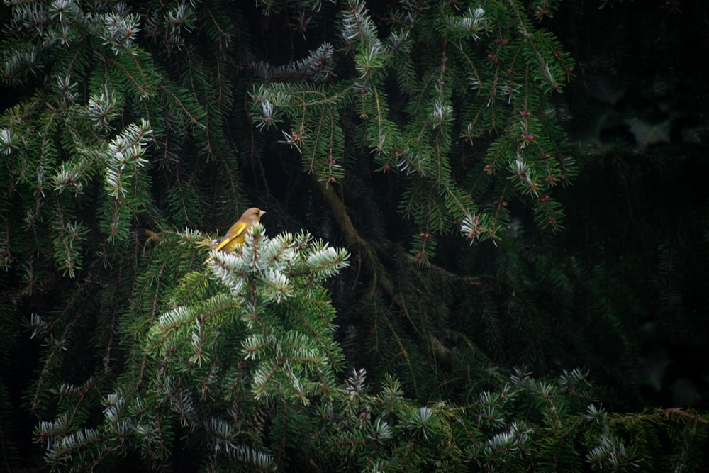 a small bird perched on top of a pine tree