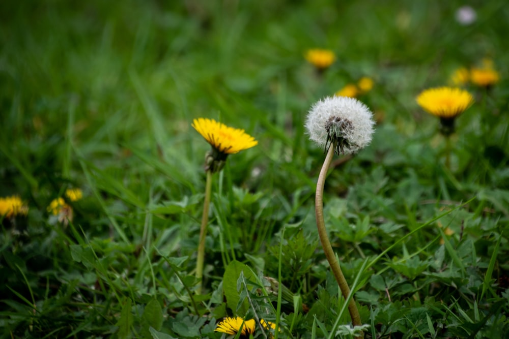 a dandelion in the middle of a field of grass