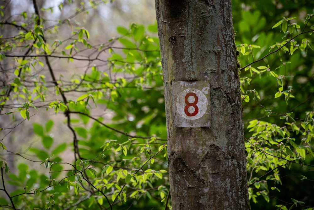 a number 8 on a tree in the woods