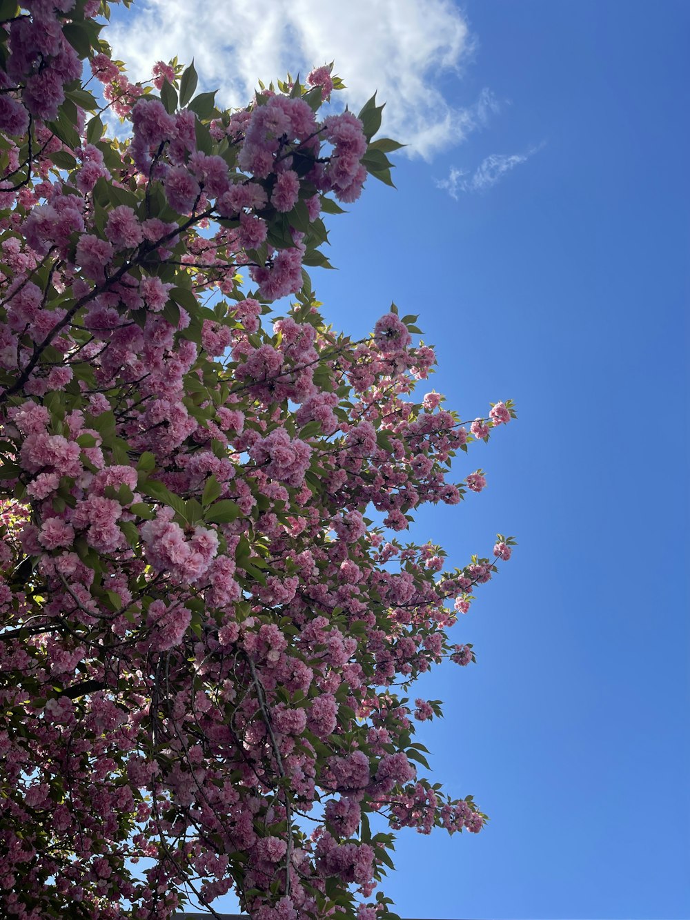 a tree with pink flowers in the foreground and a blue sky in the background