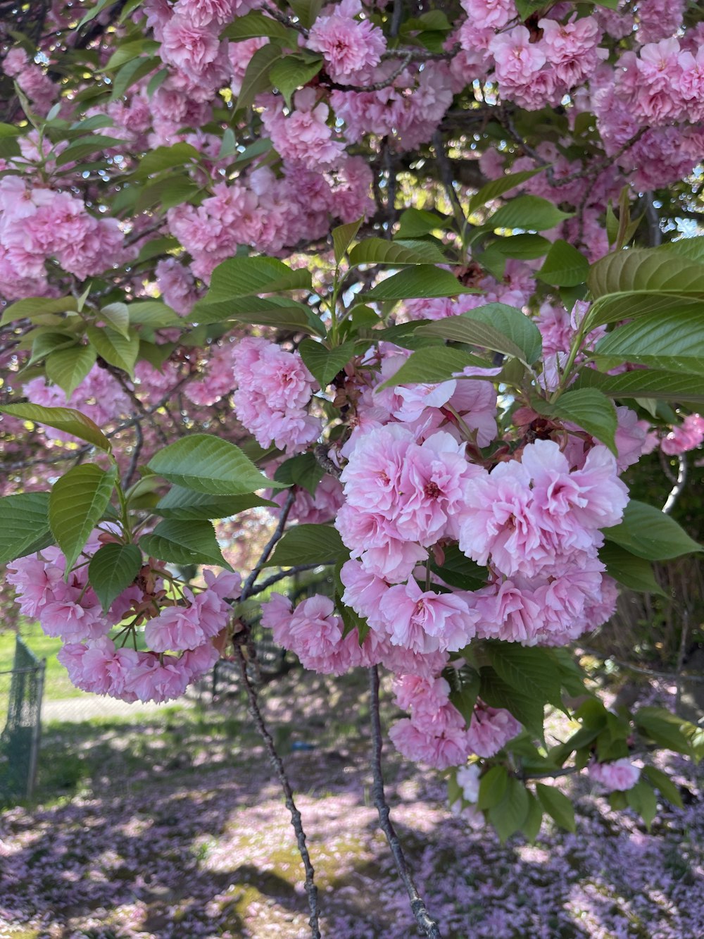 pink flowers blooming on a tree in a park