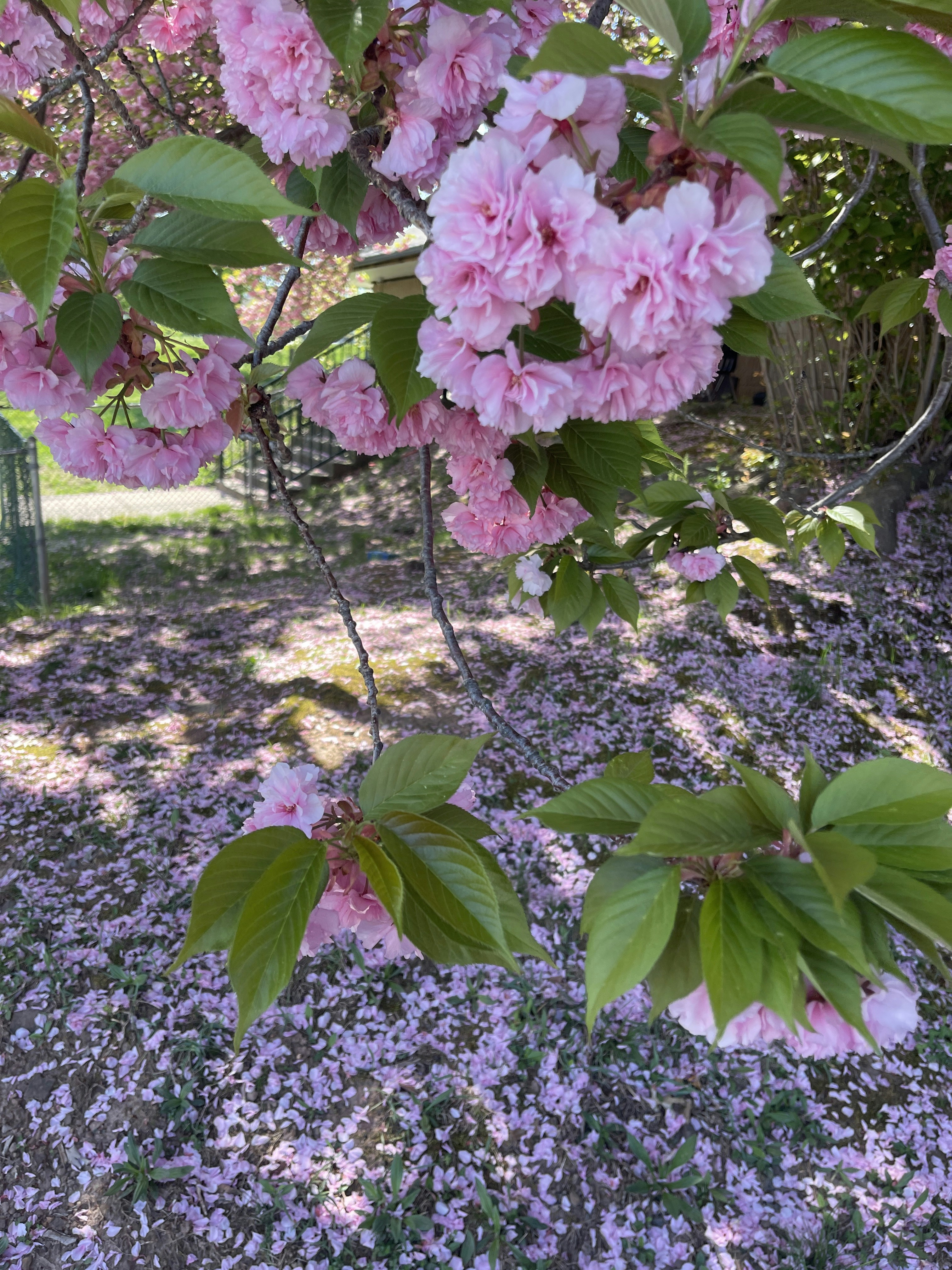 pink flowers blooming on a tree in a park