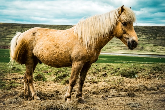 A robust horse stands on a grassy landscape with a flowing mane. The background features a hilly terrain under a cloudy sky, adding an earthy and natural setting.