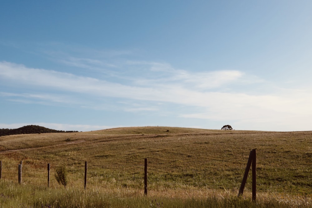 a field with a fence and a lone tree in the distance