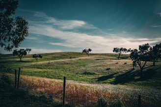 a grassy field with trees on a hill