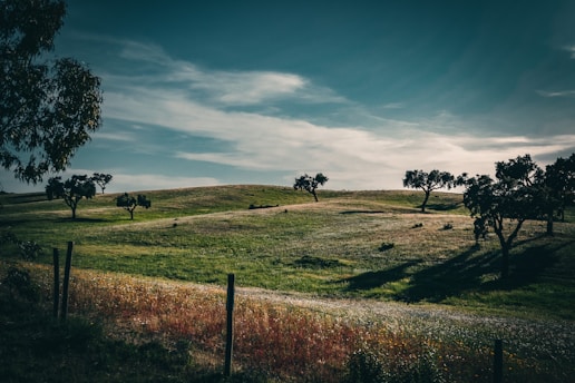 a grassy field with trees on a hill