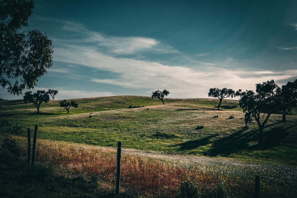 un campo erboso con alberi su una collina