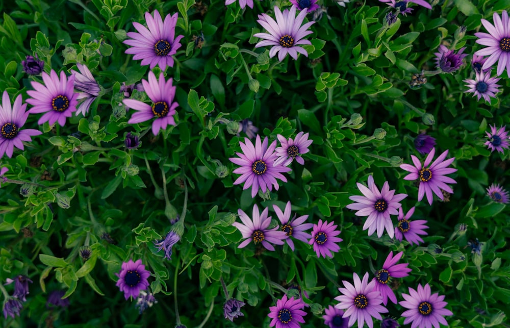 a bunch of purple flowers that are in the grass