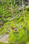 a lush green hillside covered in lots of trees