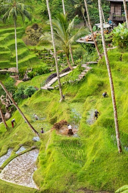 a lush green hillside covered in lots of trees