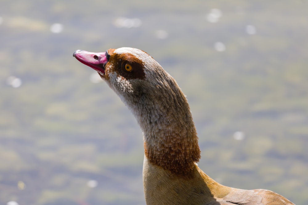 a close up of a duck with a pink beak