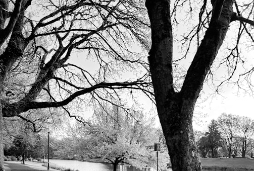 A black and white photograph of a natural landscape featuring large, bare-branched trees near a calm river. The branches are intricate and spread across the sky, creating a complex network. In the background, there are distant trees and some open grassy spaces.