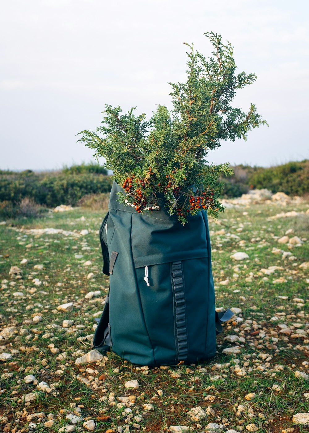 a bag with a plant growing out of it