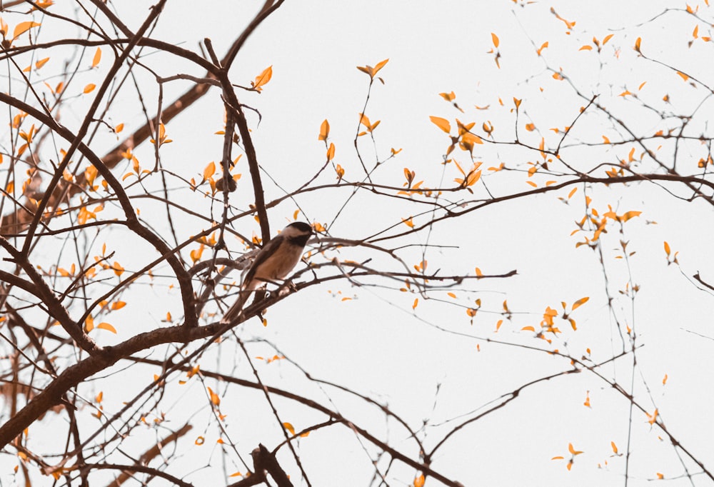 a bird sitting on top of a tree branch