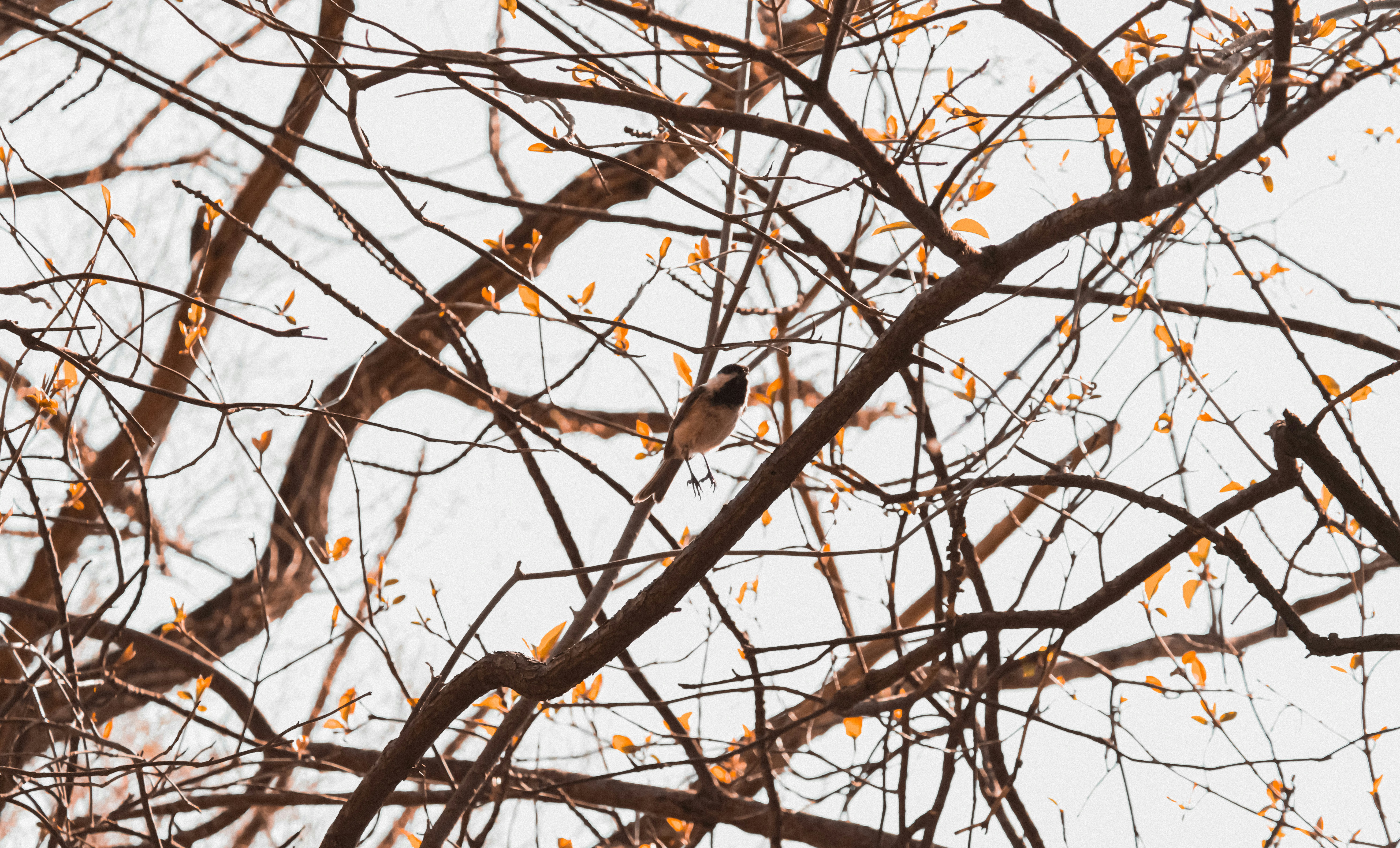 Photo by linusbelanger