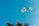 Various colorful plastic toys appear to be floating or thrown into a clear blue sky. Palm fronds are visible at the bottom of the image, suggesting a tropical or outdoor setting.