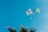 Various colorful plastic toys appear to be floating or thrown into a clear blue sky. Palm fronds are visible at the bottom of the image, suggesting a tropical or outdoor setting.