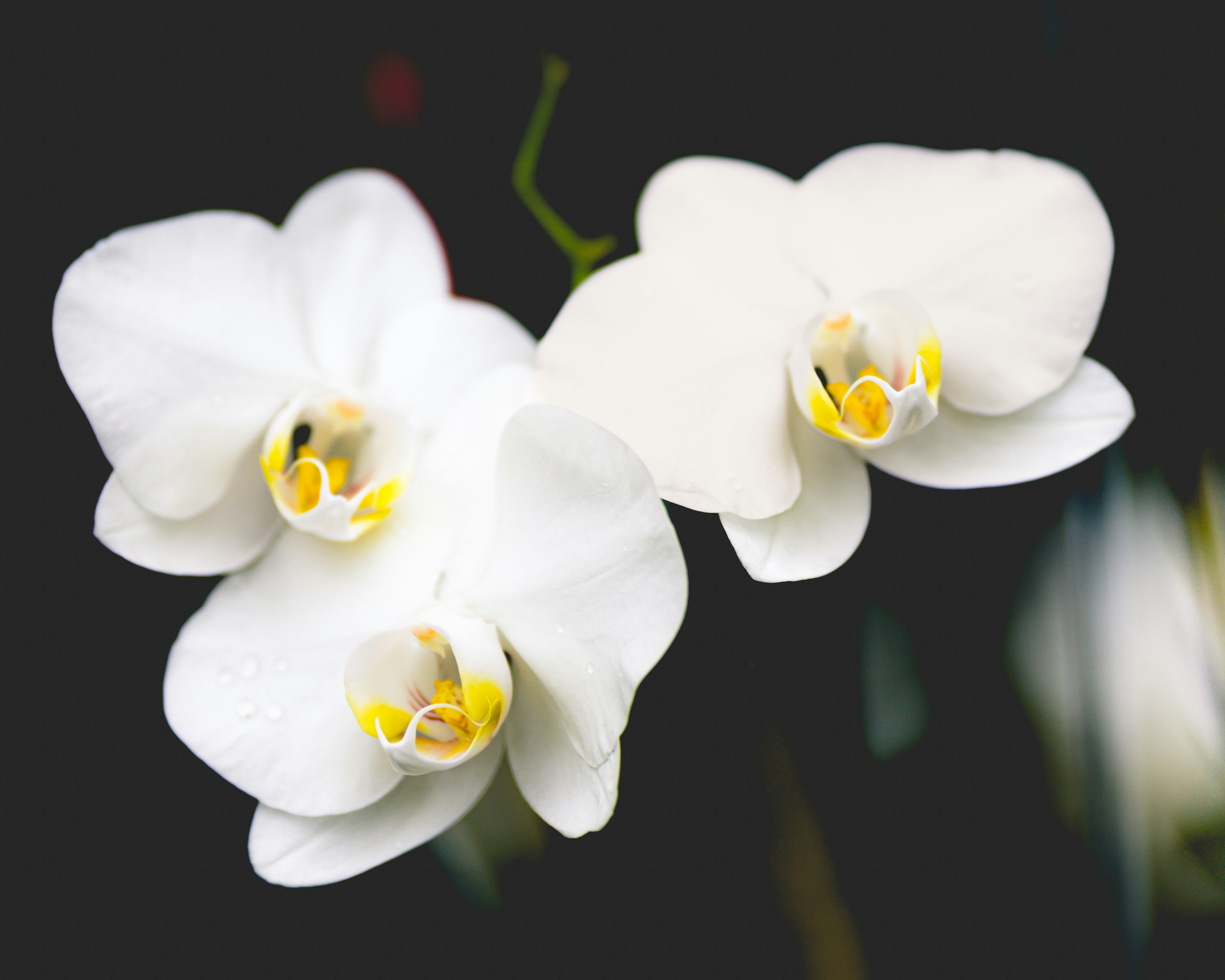 Photo by kierinsightarchives