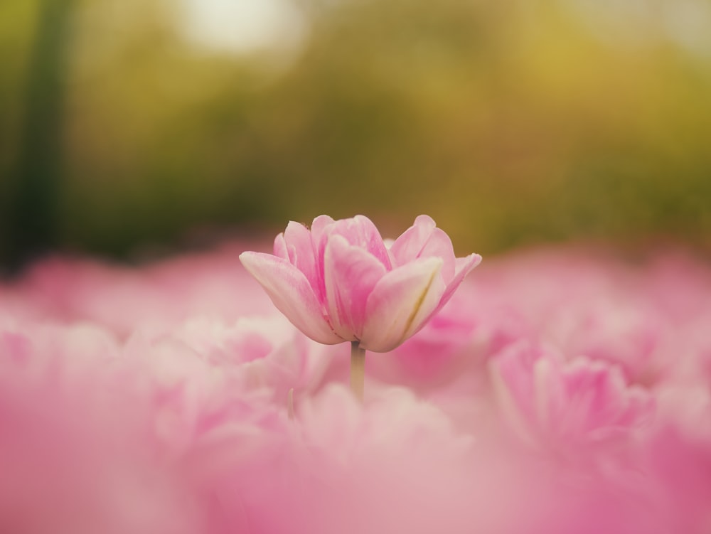 Una sola flor rosada en un campo de flores rosadas