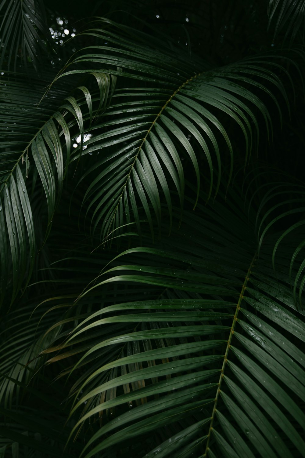 a close up of a palm tree with lots of leaves