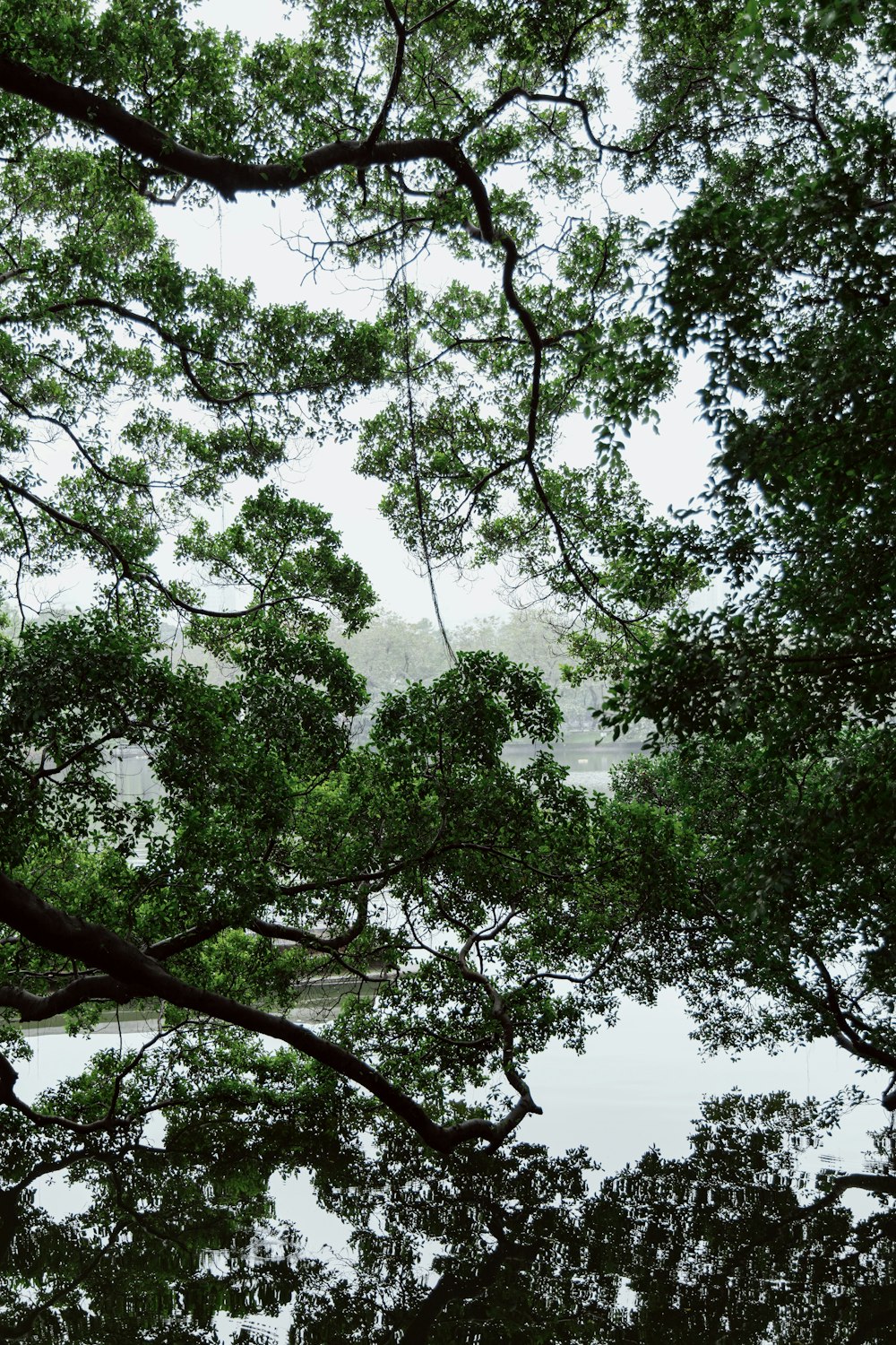 a view of a body of water through some trees