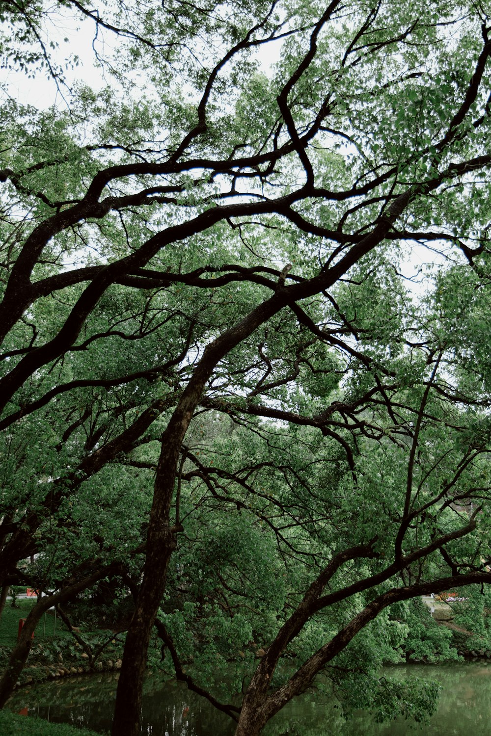 a couple of trees that are next to each other