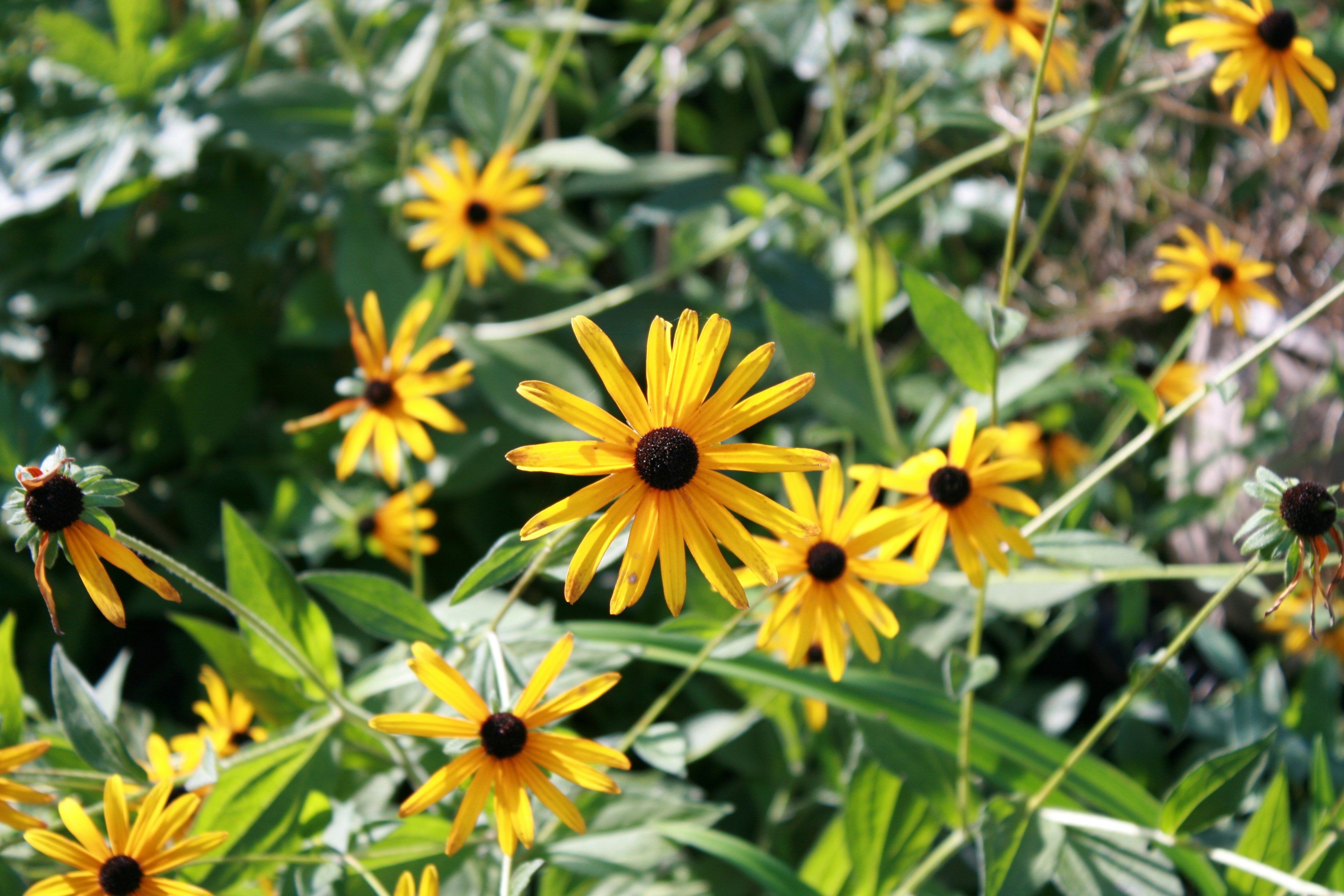 Photo by leandroyounis