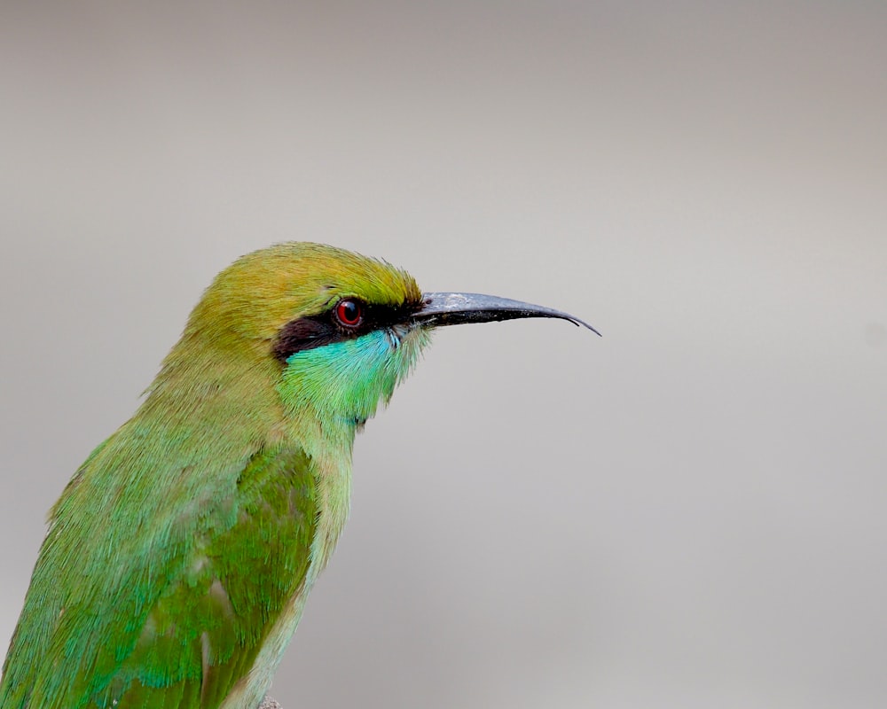 a small green bird with a black beak