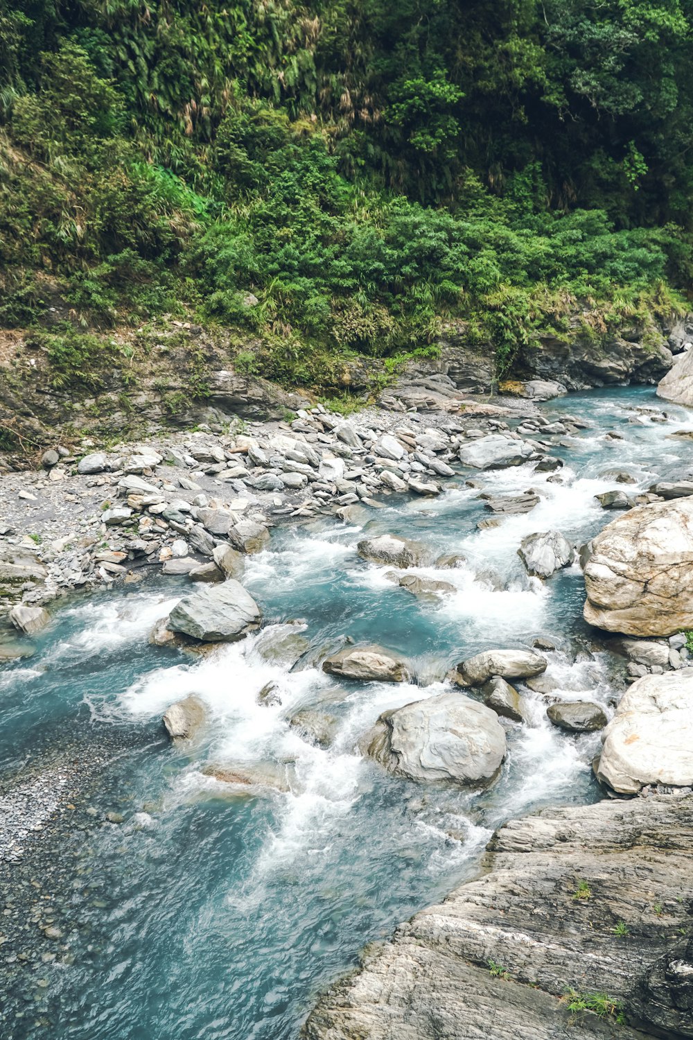 a river running through a lush green forest