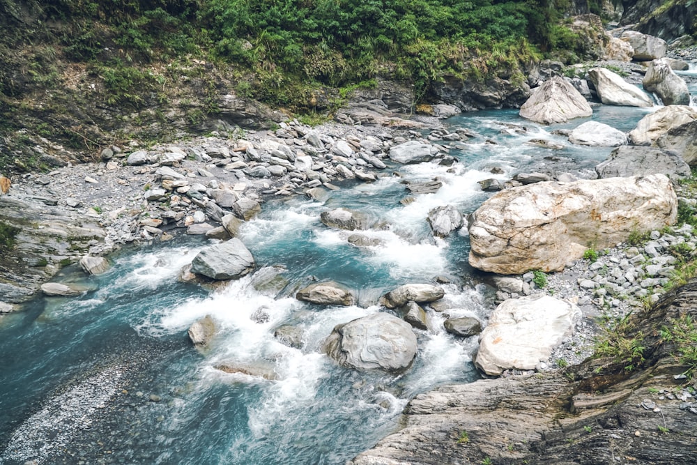 a river running through a lush green forest