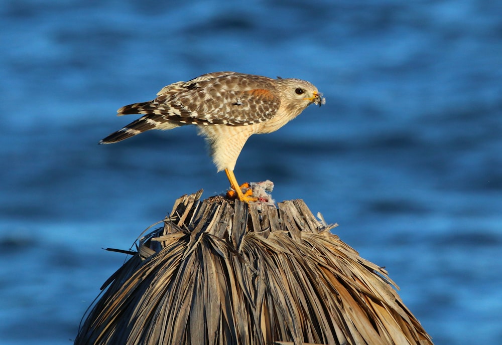 a bird perched on top of a straw hut