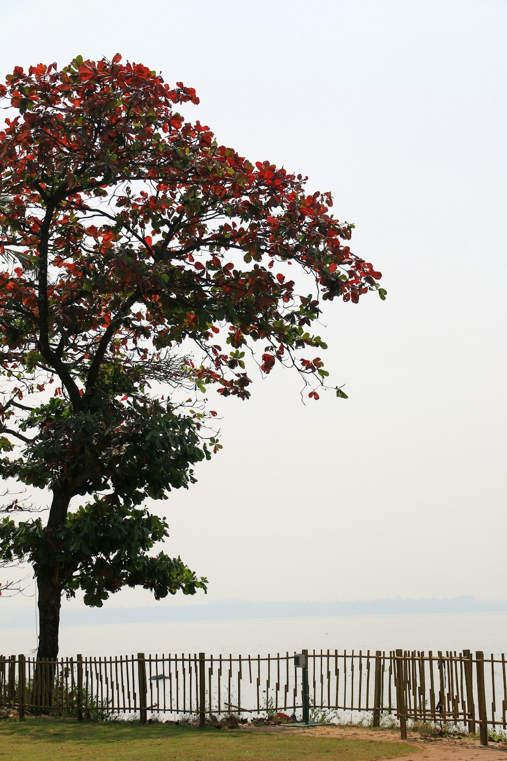 a tree with red flowers in front of a fence