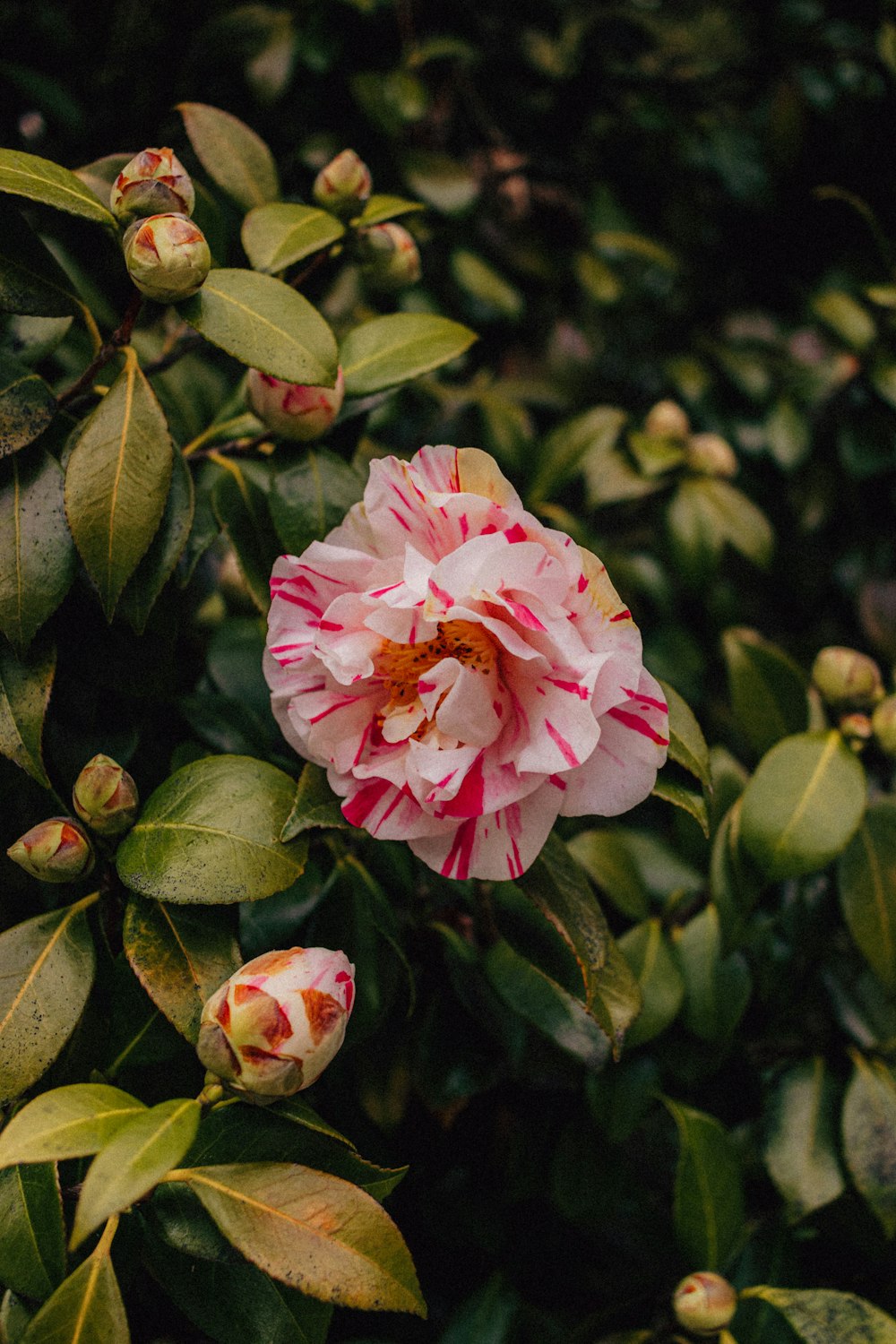 a pink flower with green leaves in the background