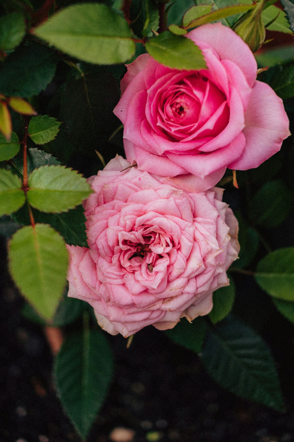 two pink roses blooming in a garden