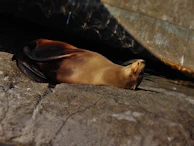 A serene scene of a Hawaiian monk seal basking on a sunlit beach.