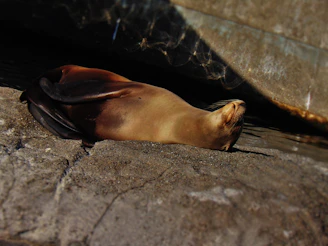 A serene scene of a Hawaiian monk seal basking on a sunlit beach.