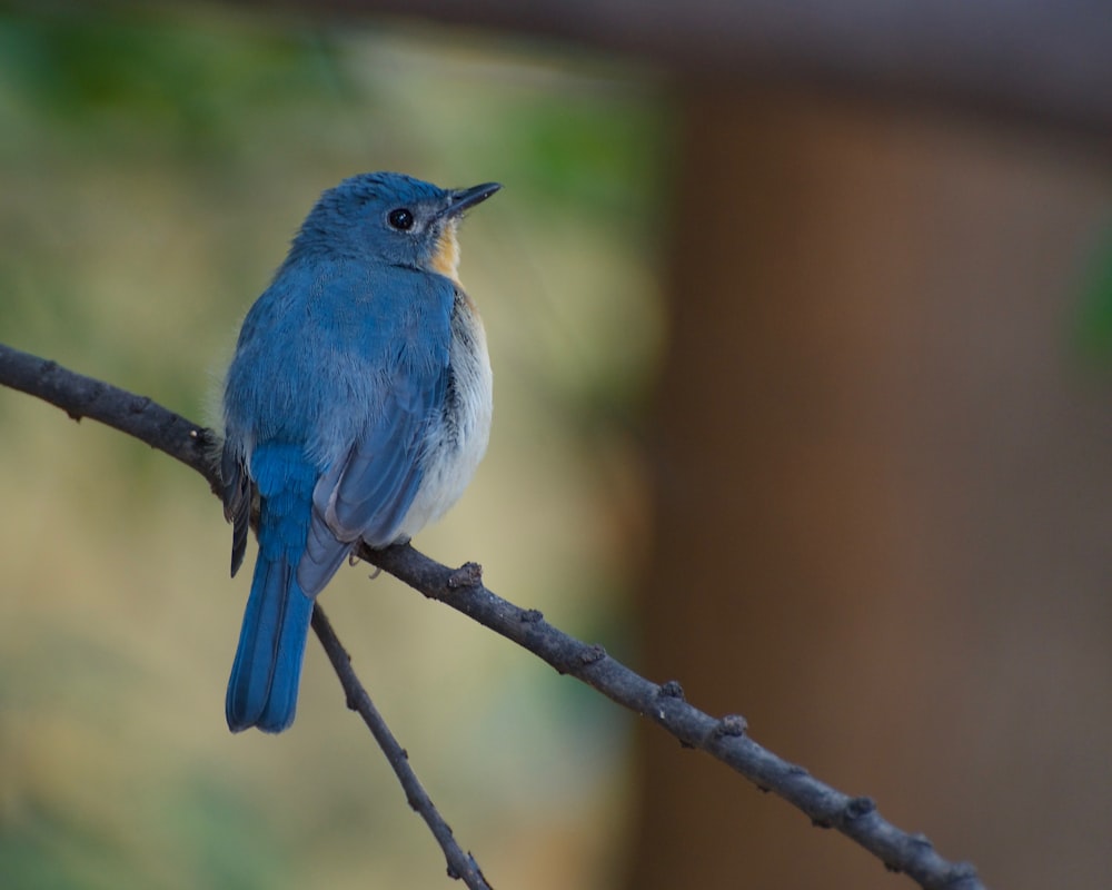 Un pequeño pájaro azul sentado en la rama de un árbol