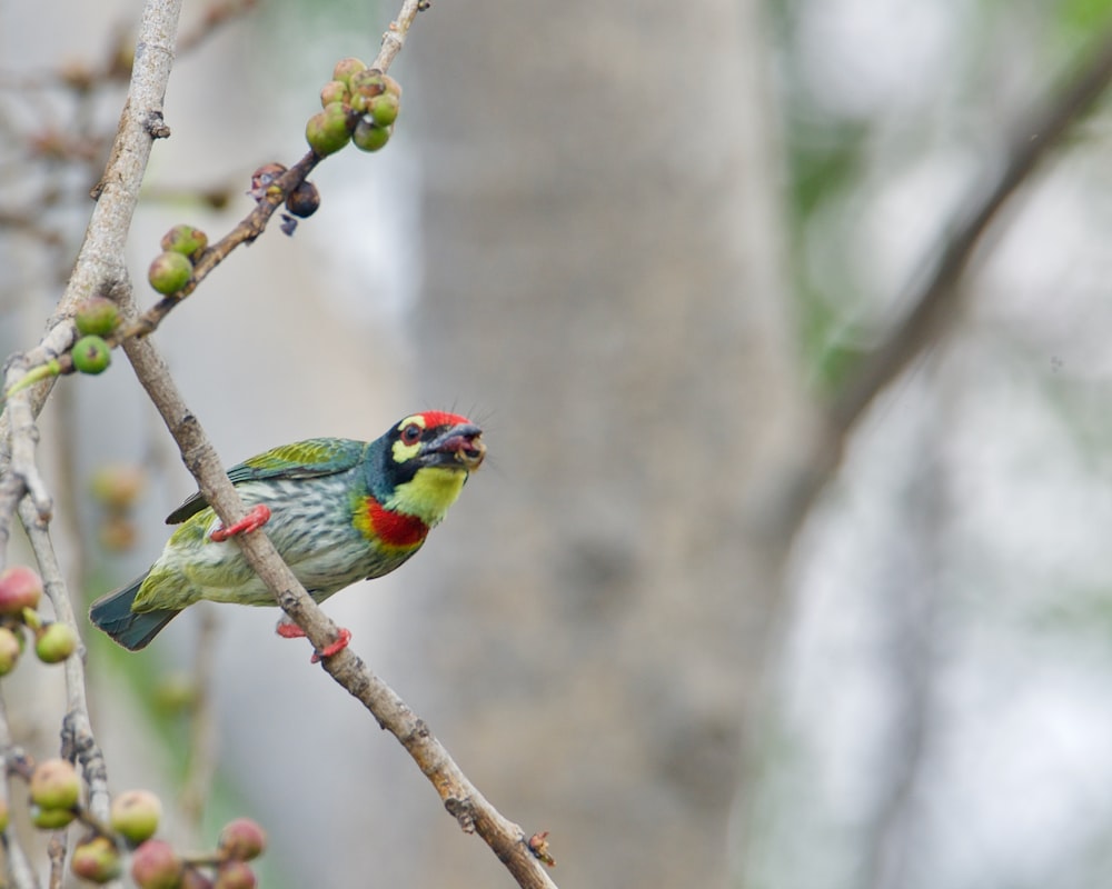 a colorful bird sitting on a branch of a tree