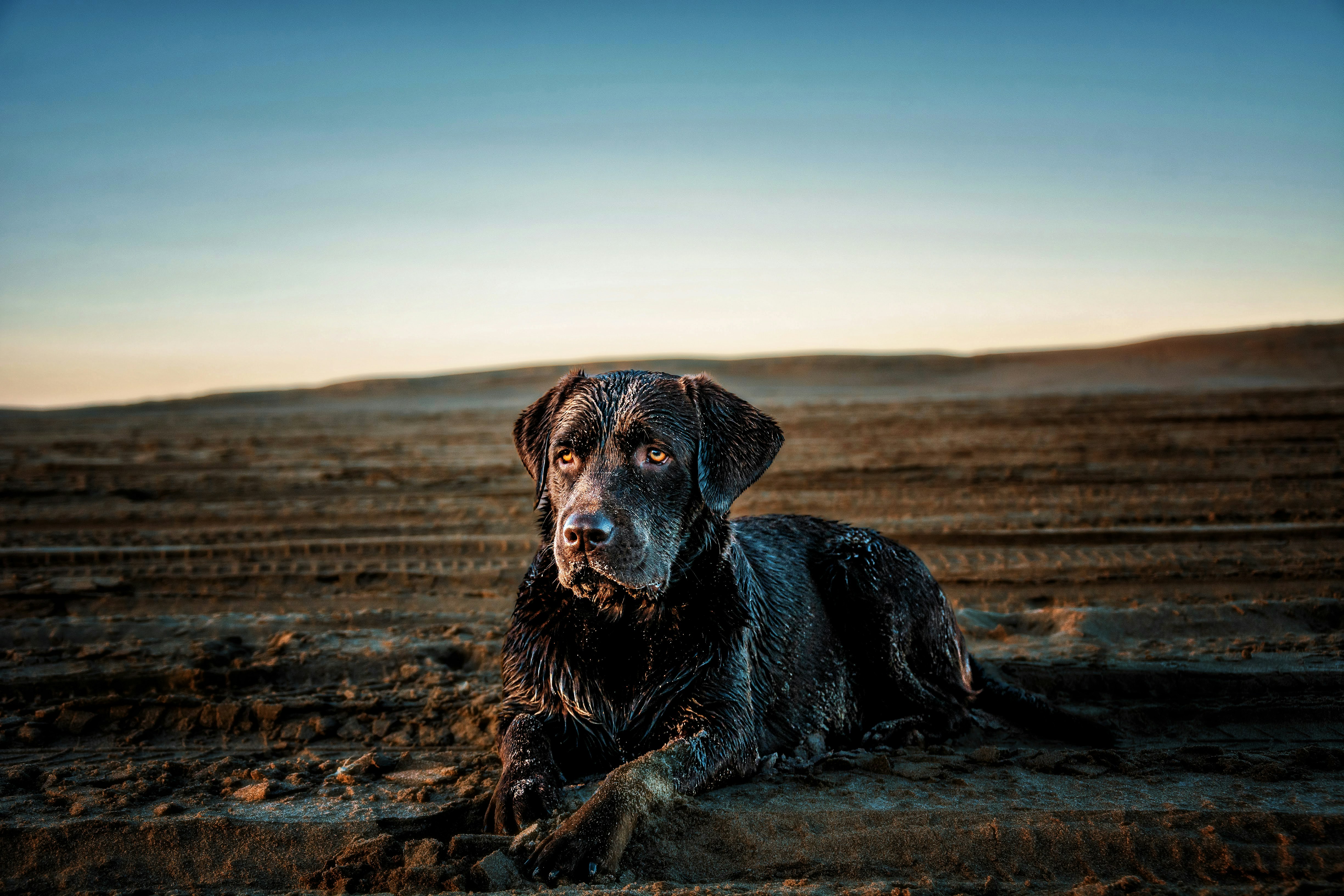 photo-1681874951363-219369646e3c?ixid=M3wxMjA3fDB8MXxzZWFyY2h8OTJ8fHBlcnJvJTIwYnVzY2FyJTIwdHJ1ZmFzfGVufDB8fHx8MTcyNzk1MDE4NHww%5Cu0026ixlib=rb-4.0.3