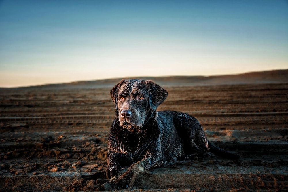 a black dog sitting in the middle of a dirt field
